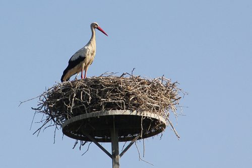 IMG 3352