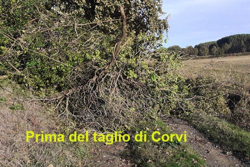 Taglio1